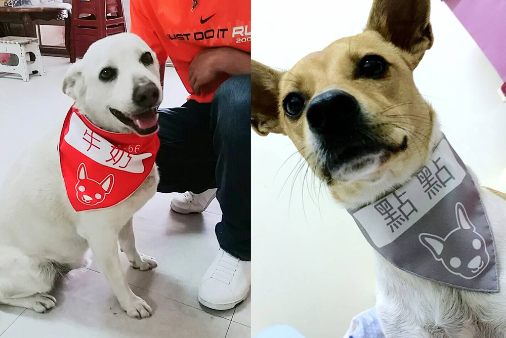 幸福狗流浪中途義賣